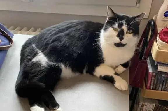 Perdu Chat homme, Rue Charles Gounod, 17, Metz - sociable, revient à son prénom - photo