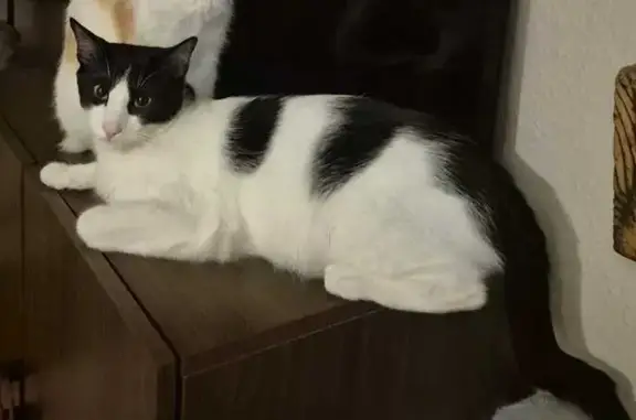 Perdido gato masculino, Rambla de Santa Cruz, Santa Cruz de Tenerife - photo