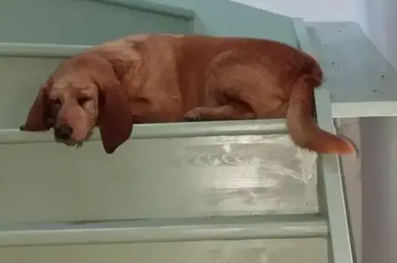 Animaux perdus Guerlesquin, photo: Chien perdu, Guerlesquin, Paris - femelle Basset fauve de Bretagne