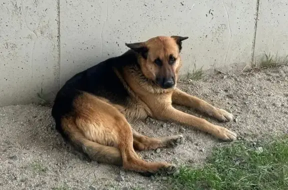 Perdido perro masculino, Calle de la Magdalena, Villasequilla - marrón oscuro y claro - photo