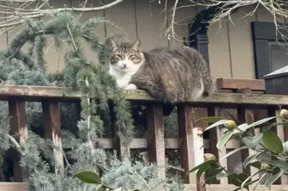 Lost male cat, Frontero Avenue, Los Altos - chubby and white-faced - photo