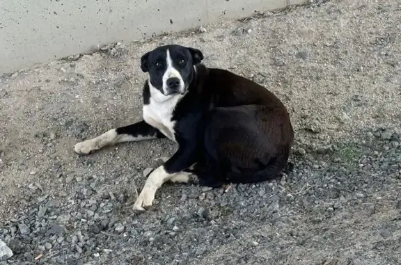 Perdido perro masculino, Calle de la Magdalena, Villasequilla - cachorro dócil y juguetón - photo