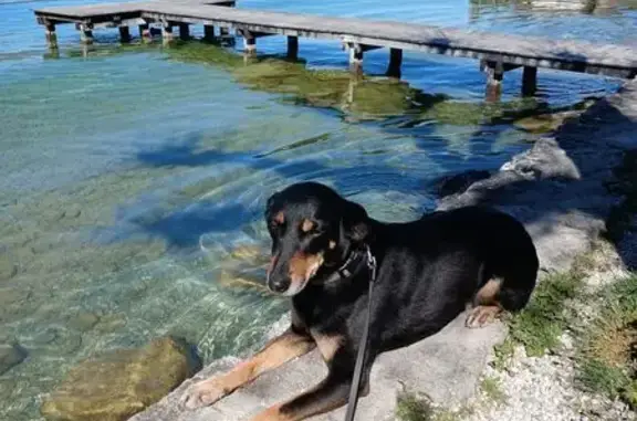 Animaux perdus Albertville, photo: Chien perdu, Chemin de la Cassine, Albertville - femelle, noire avec pattes marron clair