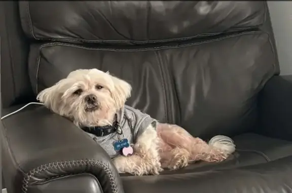 Lost male dog, Central Falls, East Providence - white Shih Tzu - photo