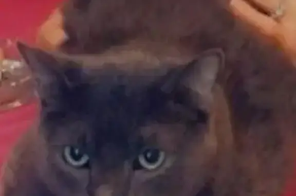 Missing cat Palm Desert, photo: Lost male cat, Panorama Drive, Palm Desert - gray with red collar