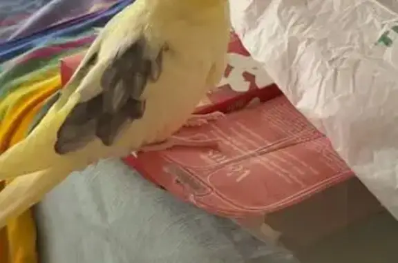Lost male bird, Kenmore Road, Brisbane - yellow body with grey markings - photo