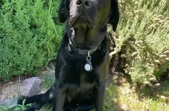 Lost Male Dog, Glen Alice Road, 1275, Sydney - Friendly Black Labrador - photo