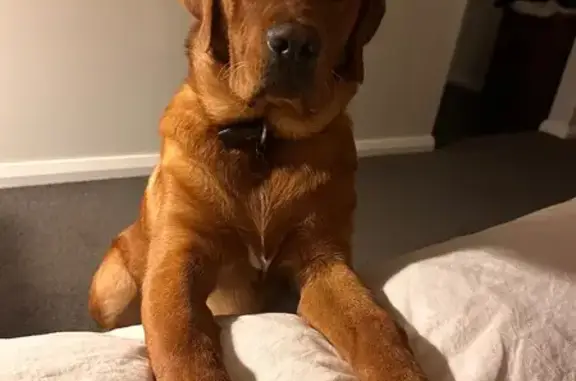 Lost male dog, Glen Alice Road, Mid-Western Regional, Sydney - red Labrador, 8 months old - photo