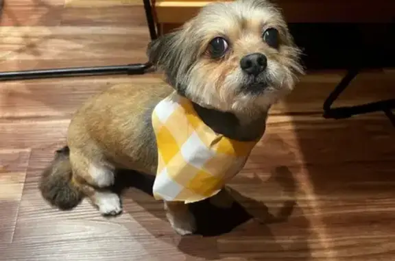 Lost male dog, Village Lake Drive, Charlotte - light brown with white & gray - photo