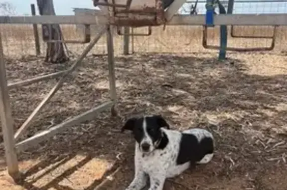 Lost male dog, Langhorne Creek Road, Langhorne Creek, Strathalbyn - black and white, medium to large size - photo