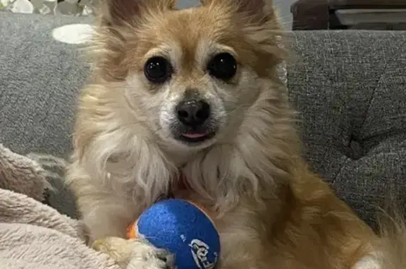 Missing dog Male, Los Angeles (usl534499) - photo