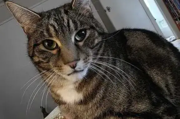 Lost male cat, City of Frankston, Frankston - photo