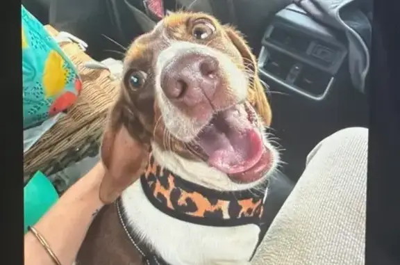 Missing dog Toowoomba, photo: Lost female dog, Kearney Street, Toowoomba - Dachshund with heart-shaped spot