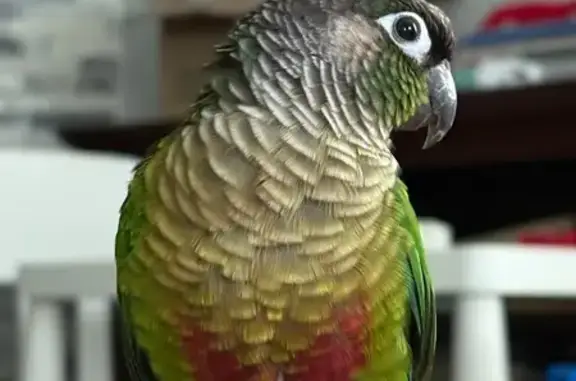 Lost male bird, 181st Place So...