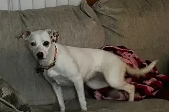 Lost female dog, Center Street, Pittston - white fur with light brown spots - photo