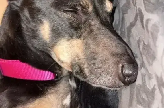 Missing dog Brentwood, photo: Lost male dog, Brentwood Boulevard, Brentwood - black/brown and very skittish