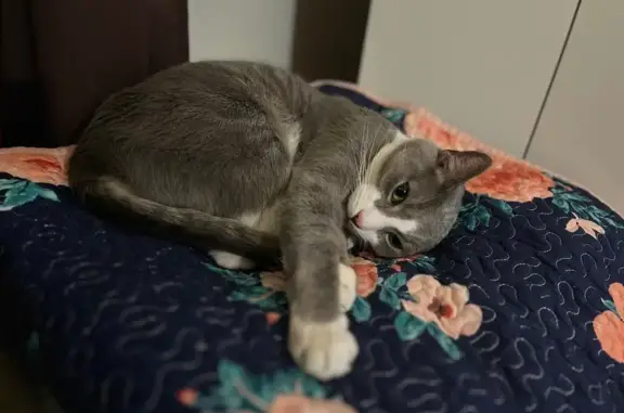 Lost male cat, Iyannough Road, 1029, West Yarmouth - gray with white chest and paws - photo