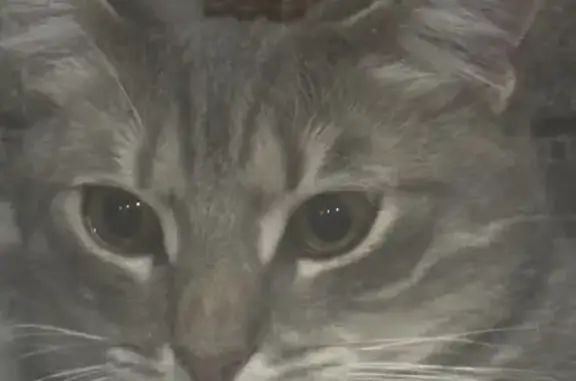 Lost male cat, Colts Neck Drive, Winslow Township, Sicklerville - grey & white short hair - photo