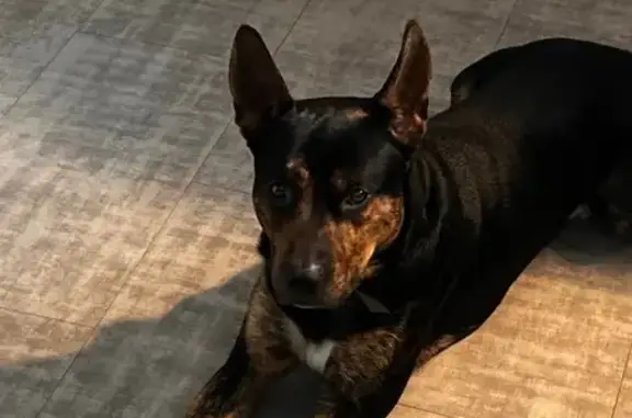 Lost Male Dog, South 37th Street, 1909, Temple - black with a white chest spot - photo