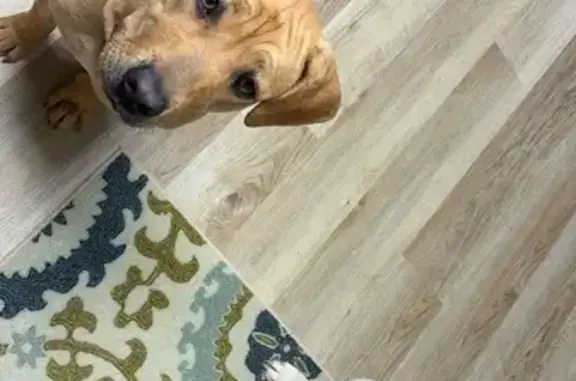 Lost female dog, Dolphin Drive Southeast, Cartersville - two collars - photo