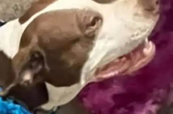 Lost male dog, West Carol Avenue, 7600, Peoria, Phoenix - brown and white pitbull named Teddy - photo