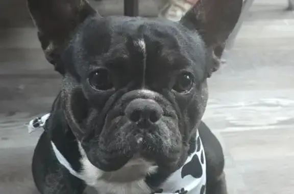 Lost male dog, West 8th Avenue, 1050, Mesa - black with white chest patch - photo