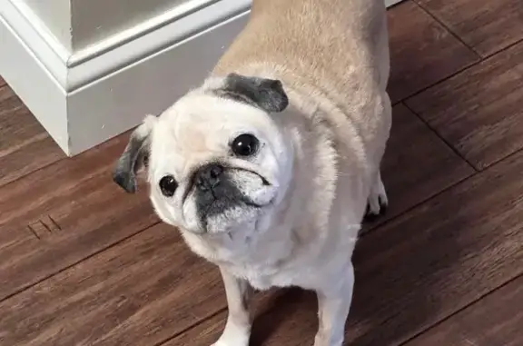 Lost female dog, 220th Lane Northeast, Wyoming - 12-year-old tan and white pug - photo