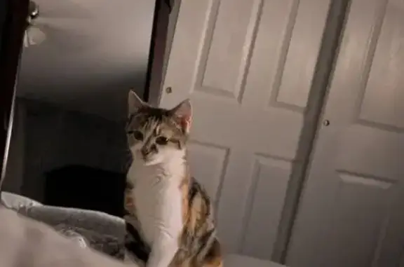 Lost female cat, Braithwaite Lane, Quakertown - tan, black and white - photo