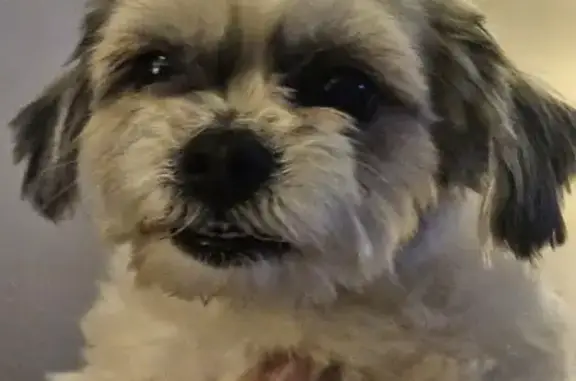 Lost female dog, Gilman Street, Hartford - brown spot on back - photo