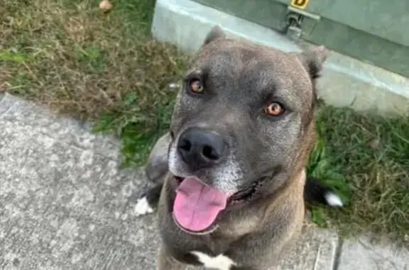 Lost male dog, East Troy Avenue, Indianapolis - unique color - photo