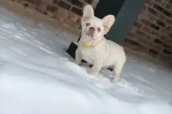 Lost male dog, Haven Drive, Midwest City - long-haired Frenchie - photo