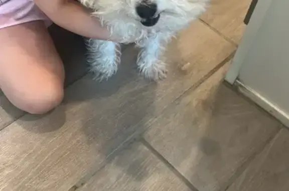 Lost female dog, West Flanagan Street, Avondale - small chihuahua mixed with poodle - photo