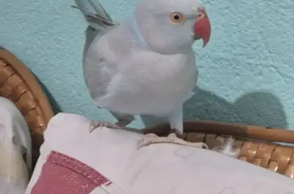 Pássaro encontrado (brf002598)