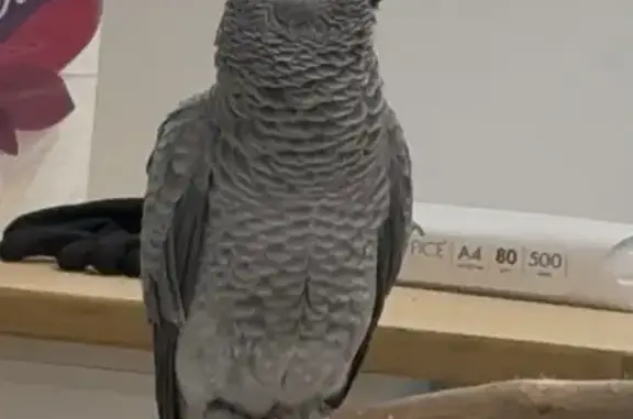 Lost pets Bay View, photo: Lost bird Female, Bay View (al495846)