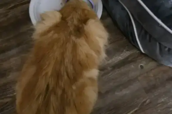 Found cat Baton Rouge, photo: Found cat, Burbank Drive, Baton Rouge - orange with green and purple collars