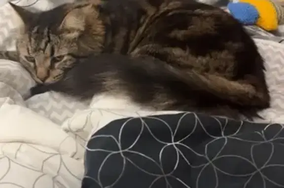 Lost pets Swan, photo: Lost male cat, Celadon Terrace, Swan - tabby who loves hiding in bushes