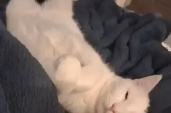 Lost male cat, Kirkmont Drive, Saratoga - white with black tail and black left ear - photo