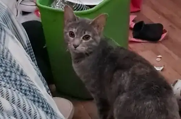 Lost female cat, Hayes Drive,...