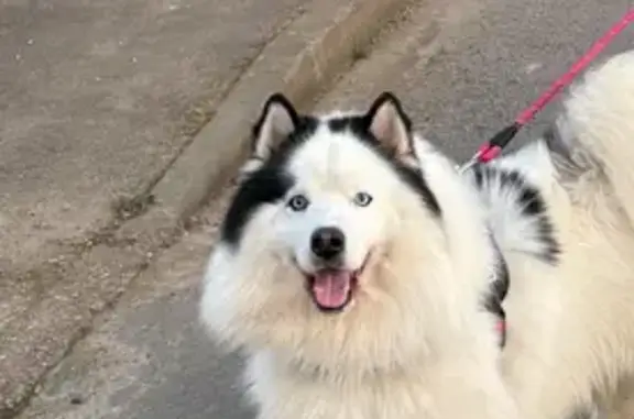 Perdu chien mâle, Place Saint-Pierre, Viviers-sur-Chiers - samoyède blanc croisé husky - photo