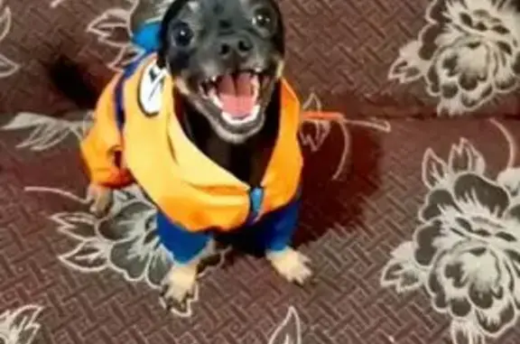 No tiene un diente tiene canas en su barba .