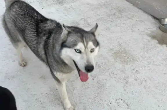 Animaux trouvés Lyon, photo: Trouvé chien femelle, Avenue d'Herbins, 60, Saint-Nazaire - husky