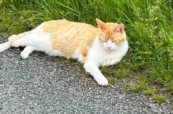 Chat perdu, Lussat, Gouzon - mâle roux et blanc - photo