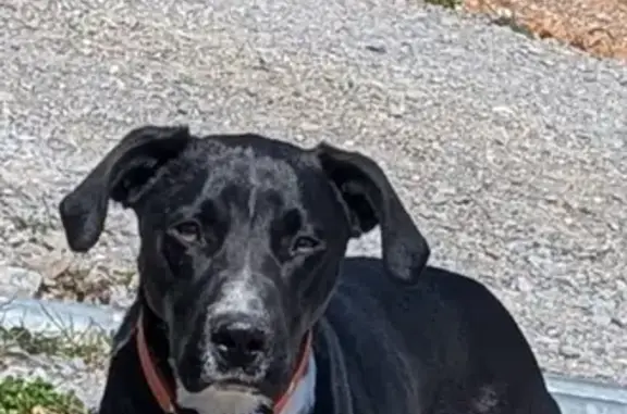 Animaux perdus Saint-Privat, photo: Perdu Chien, Chemin de Chalencon, 9, Ucel, Saint-Privat - noir avec tache blanche