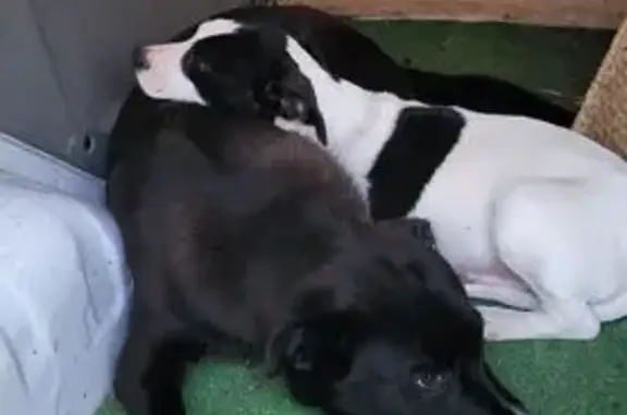 Animaux trouvés Déols, photo: Trouvé chien, Déols, Centre-Val de Loire - deux chiens apeurés