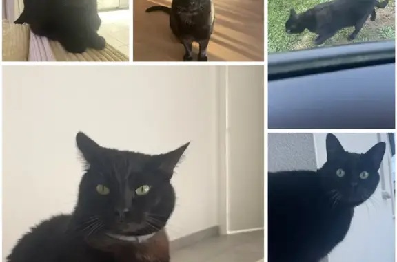 Animaux perdus Vouillé, photo: Perdu Chat mâle, Rue des Piots, Vouillé, Nantes - collier gris anti puce