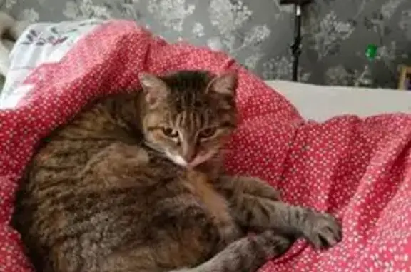 Chat perdu, Impasse des 4 Vents, Lagord - Duchesse, robe rayée noire et marron - photo