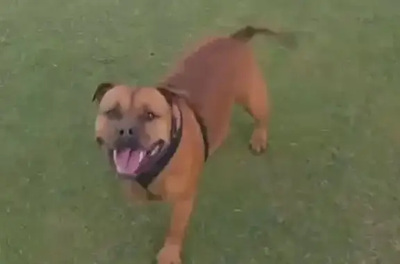 Lost female dog, Windermere Drive, Knox City - red English staffy with purple collar - photo