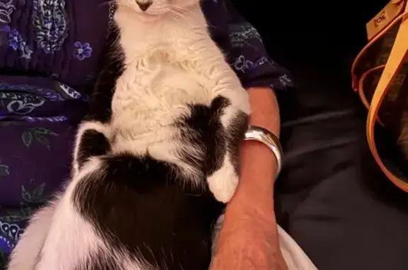 Lost pets Сидней, photo: Lost male cat, Mansfield Street, 6, Inner West Council - black with white mask