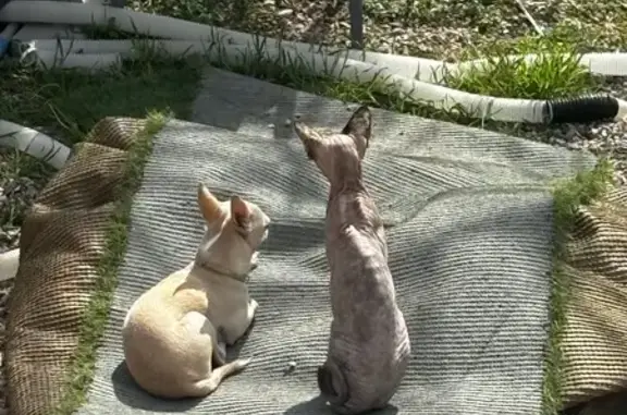 Perdido gato hembra, Carrer de Frederic Mompou, Calafell - sin pelo - photo