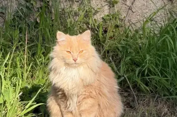 Chat perdu, Avenue de la Gare, Mesves-sur-Loire - crème, tatoué, pucé - photo